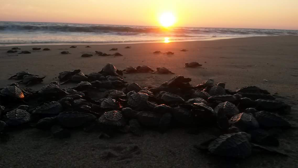 Tortugas liberadas en Zihuatanejo