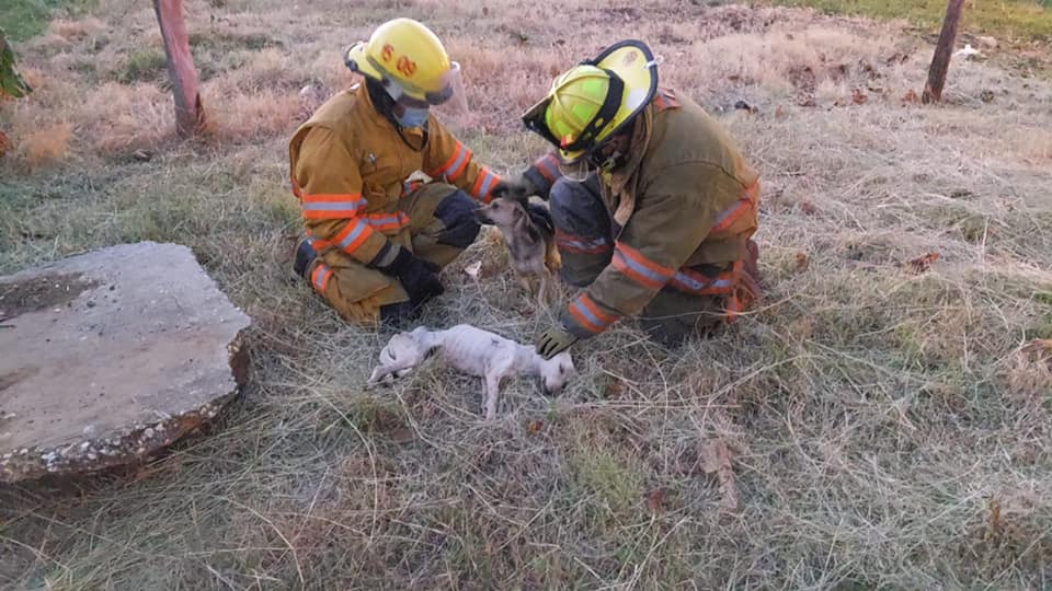 Rescatan a dos perritos de un pozo tras un mes desaparecidos en Costa Rica