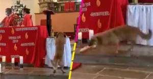 Herejía nivel: Perrito se roba el pan de una iglesia sin que nadie lo note y se hace viral