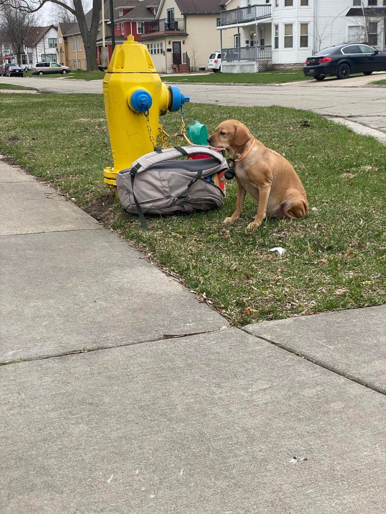 Mujer abandona a su perrita porque no podía pagar su tratamiento