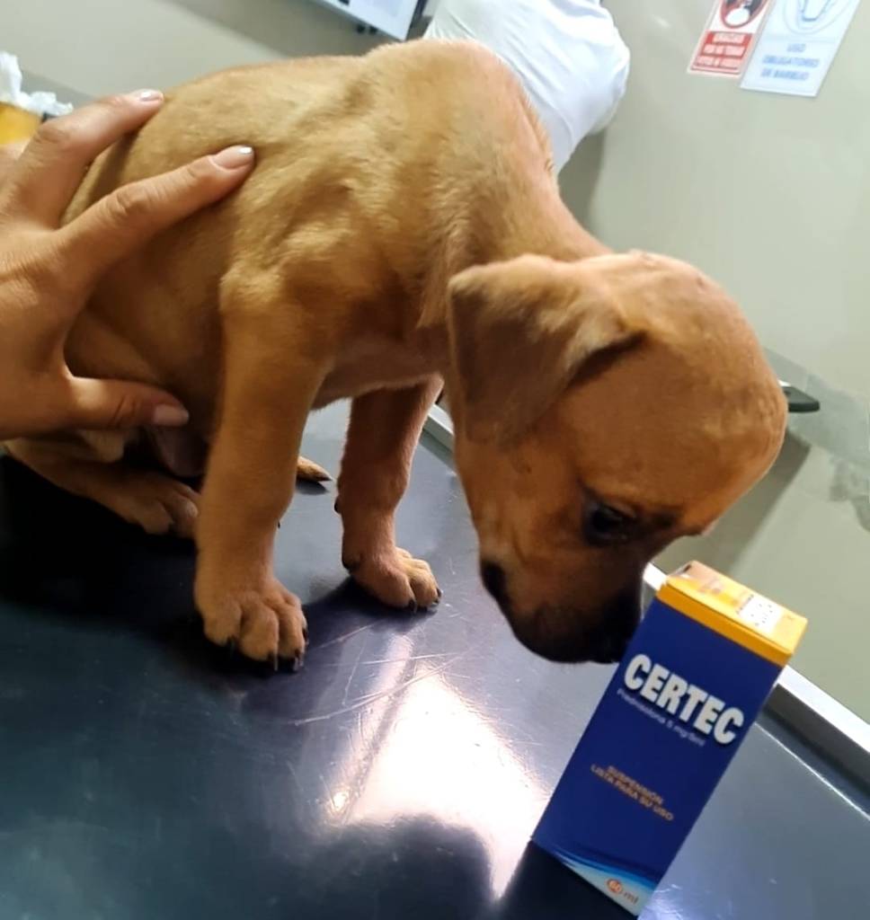 Conoce a Chupete, el perrito con hidrocefalia que se hizo viral y busca una familia