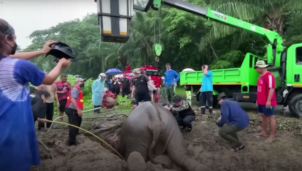 El increíble rescate de una elefante y cómo le dieron primeros auxilios