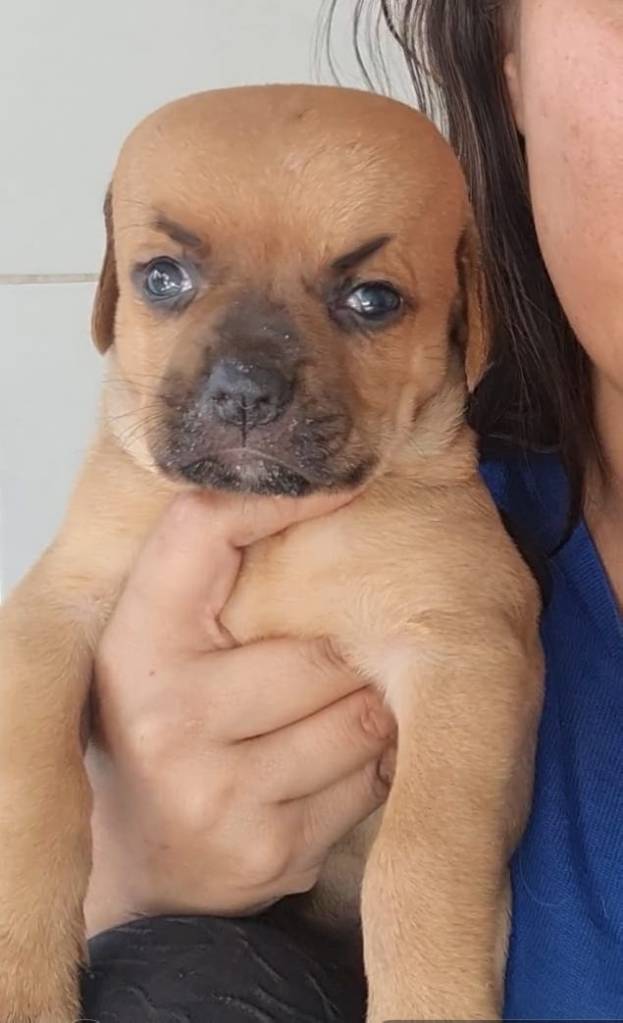 Conoce a Chupete, el perrito con hidrocefalia que se hizo viral y busca una familia