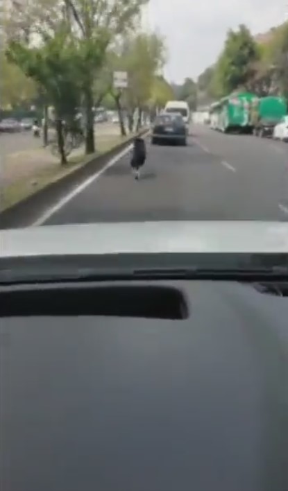 Perrito corre tras el auto de sus dueños al ser abandonado en CDMX