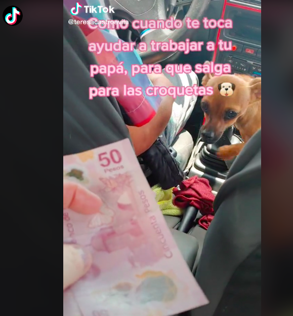 Perrita se hace viral por acompañar a un taxista y cobrar a los pasajeros