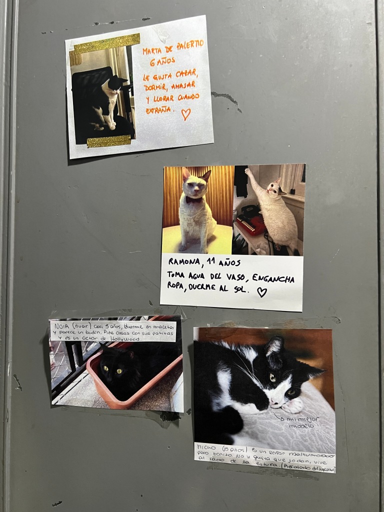 Vecinos comparten fotos de sus gatitos en un elevador y se hacen virales