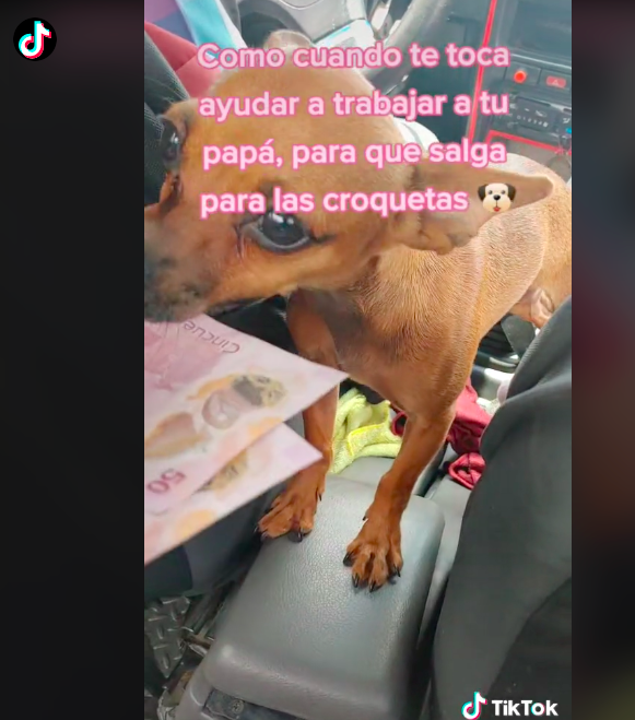 Perrita se hace viral por acompañar a un taxista y cobrar a los pasajeros