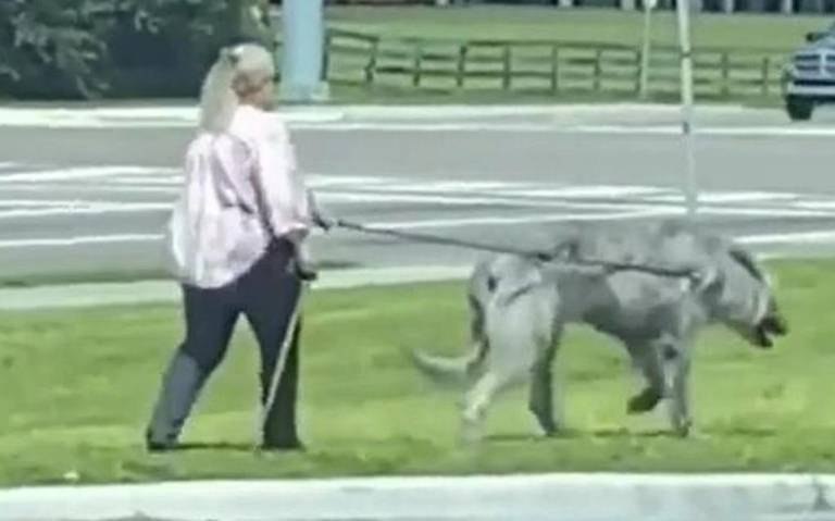 Pintamos toda la casa: Mujer pasea a su 'extraño' perro y todos quieren saber qué raza es