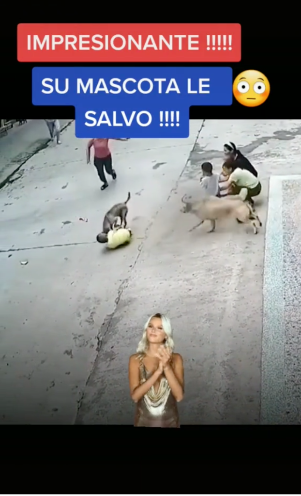 ¡Héroe peludo! Perrito salva a su pequeño dueño del ataque de otro perro