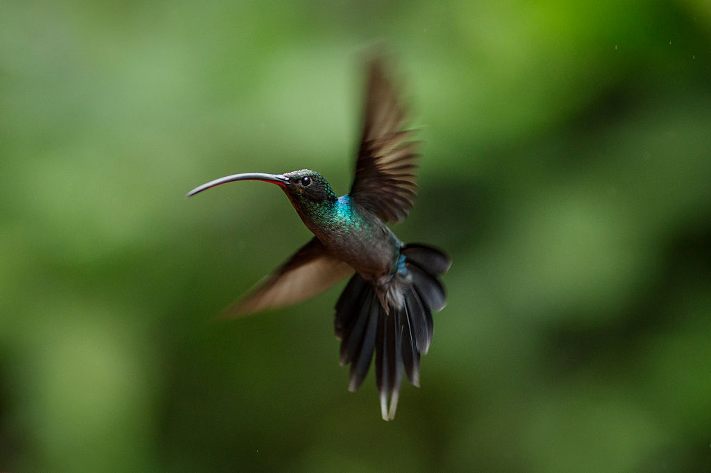 Conoce la iniciativa de la UNAM para salvar a los colibríes en peligro de extinción