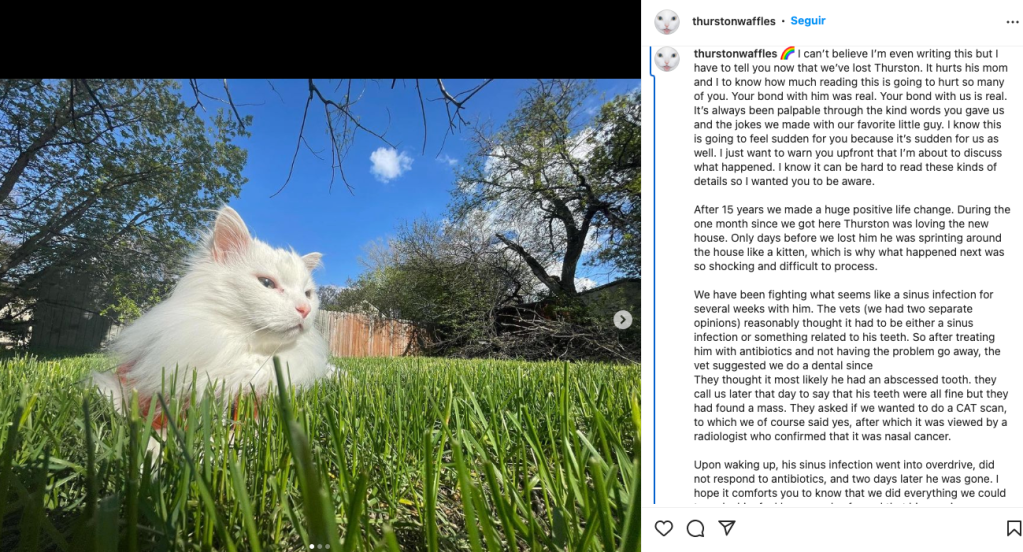 Murió Thurston Waffles, el gatito que se hizo meme por su maullido