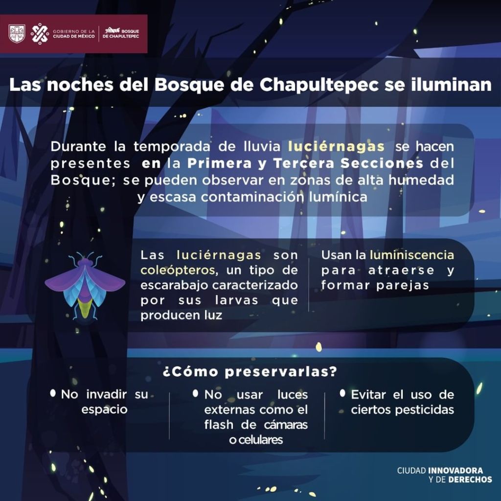 Información cuidado de luciérnagas en el Bosque de Chapultepec 