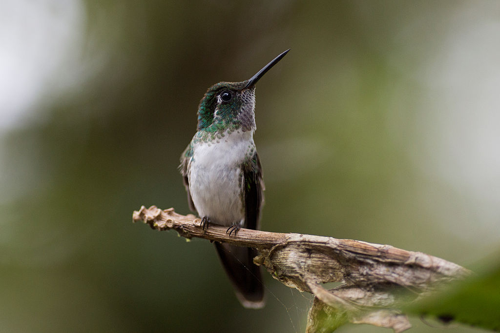 Conoce la iniciativa de la UNAM para salvar a los colibríes en peligro de extinción