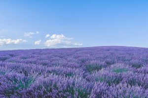 Visita los campos de lavanda en México