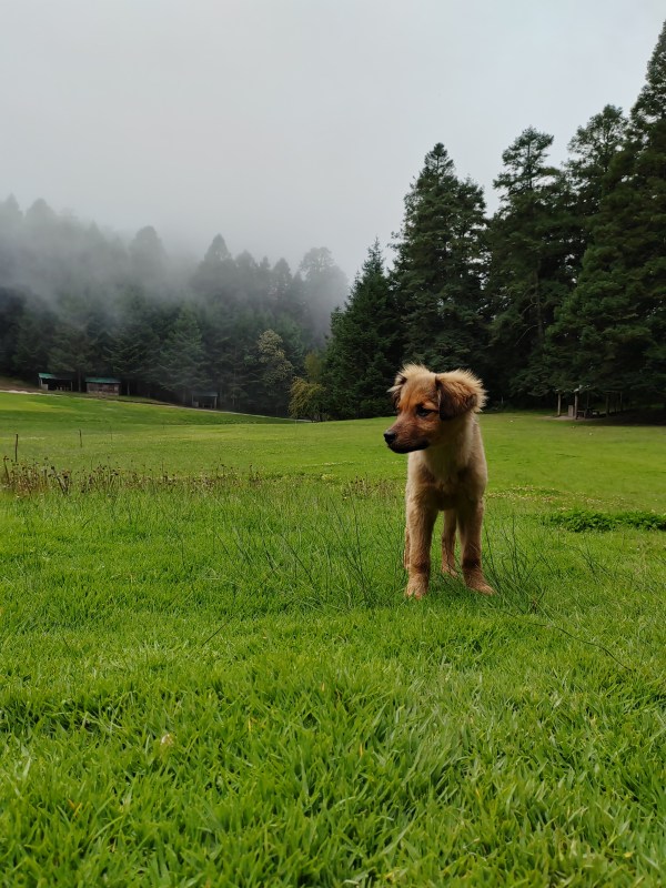 naturaleza y perro