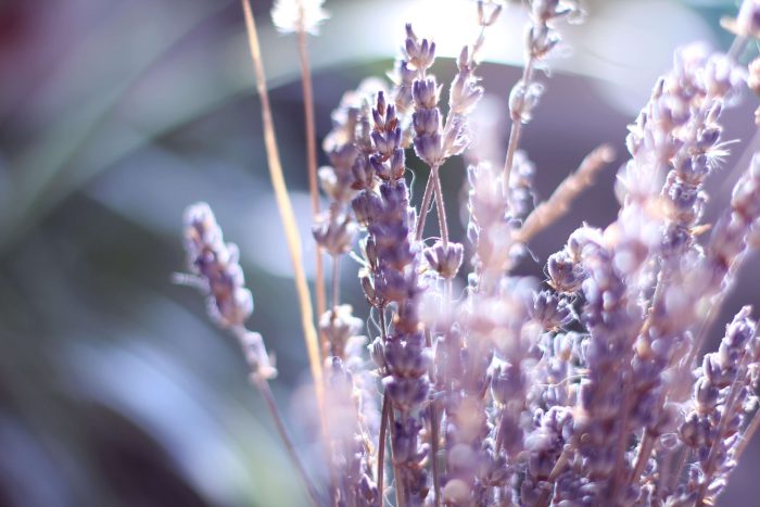 Visita los campos de lavanda en México