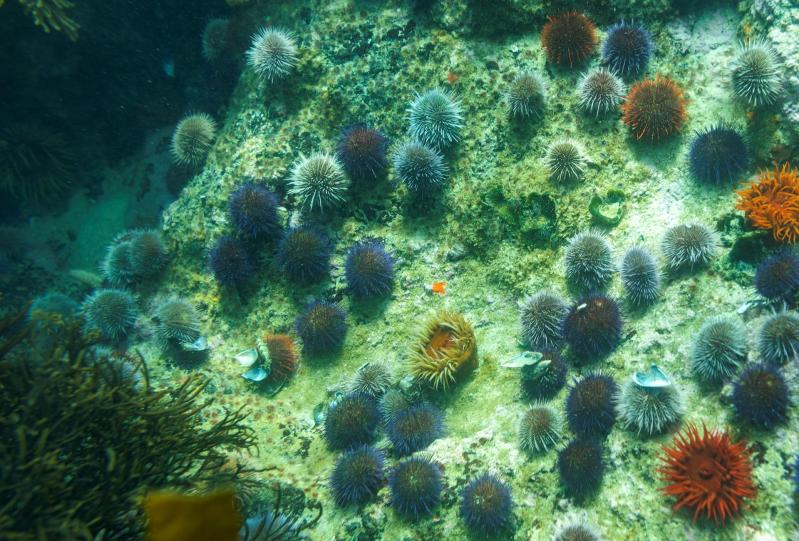 Calentamiento seres marinos caparazones carbonato cálcico