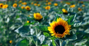 Amarillos e infinitos: Los campos de girasoles para visitar en México