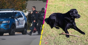 Hombre le dispara 9 veces al perro de su vecino por entrar a su jardín al perseguir una ardilla