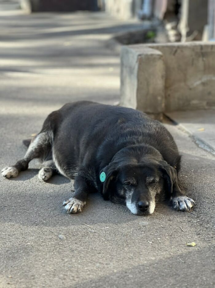 Esta perrita tenía su propio punto de referencia en Google Maps