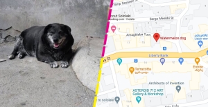 Esta perrita tenía su propio punto de referencia en Google Maps