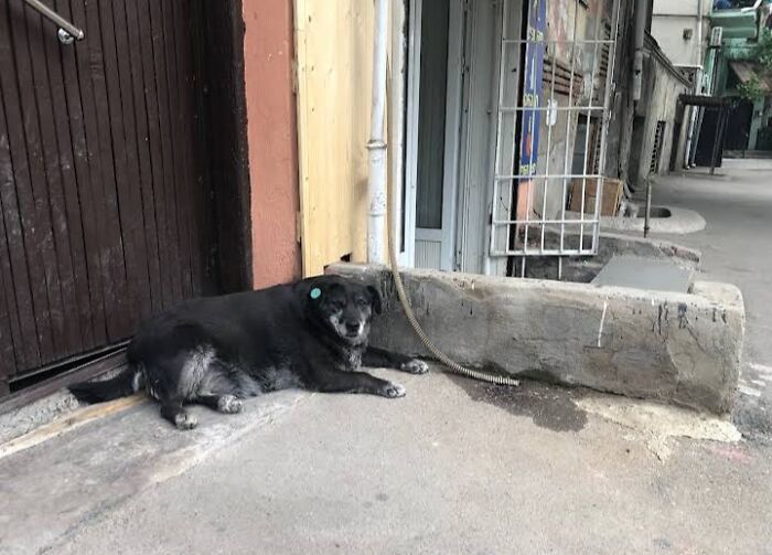 Esta perrita tenía su propio punto de referencia en Google Maps