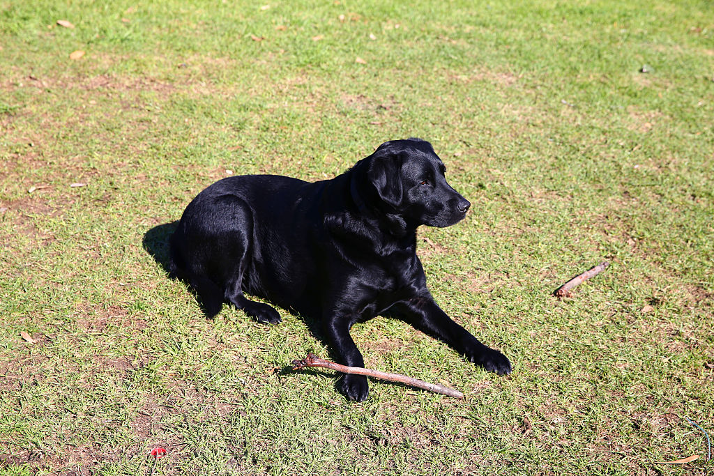 Hombre le dispara 9 veces al perro de su vecino por entrar a su jardín al perseguir una ardilla