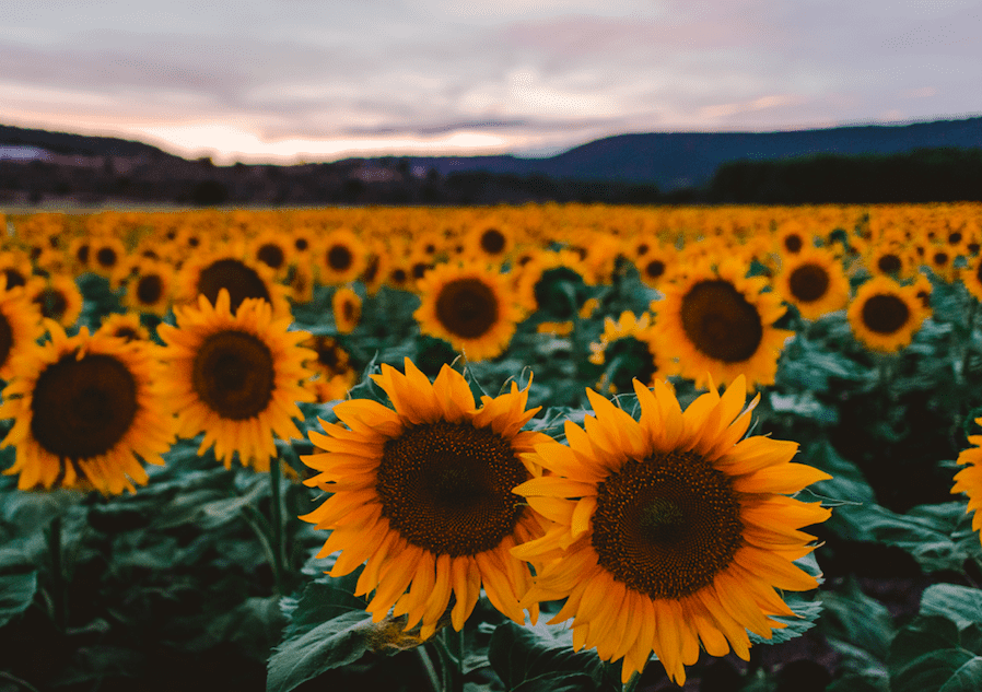 Campos de girasoles en México 