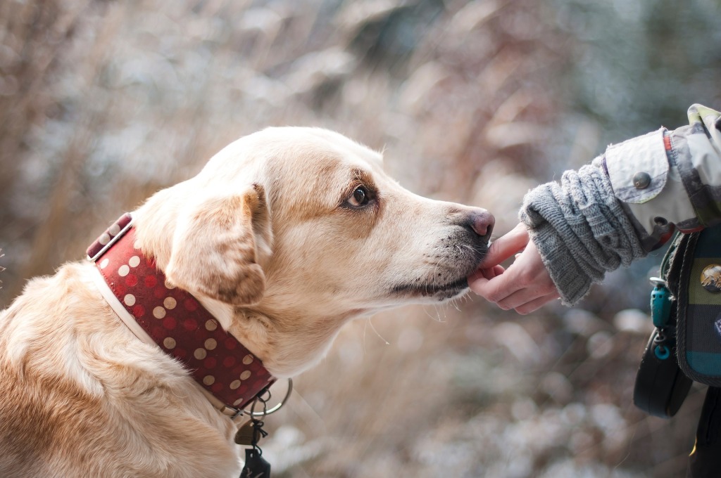 La historia de Awang, el perrito que murió tras salvarle la vida a su dueño