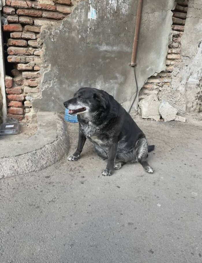 Esta perrita tenía su propio punto de referencia en Google Maps