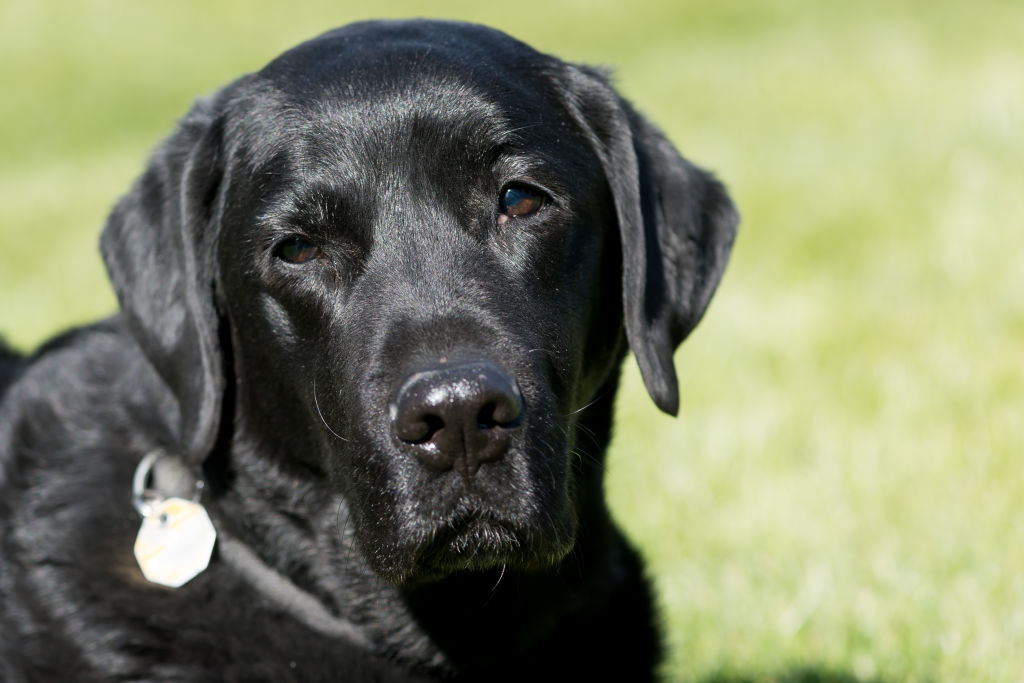 Hombre le dispara 9 veces al perro de su vecino por entrar a su jardín al perseguir una ardilla