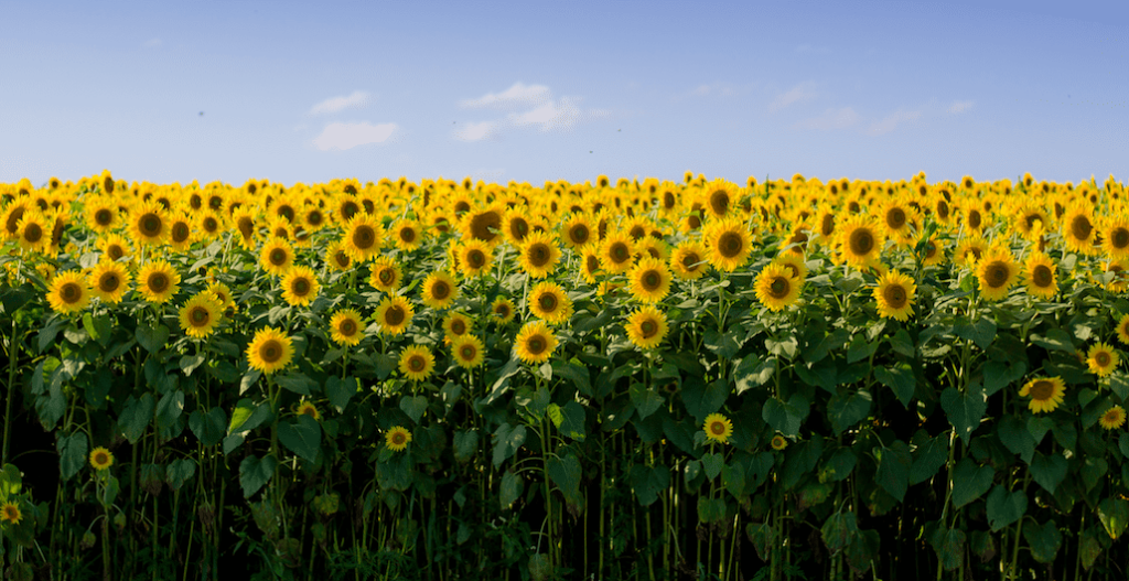 Campos de girasoles en México 