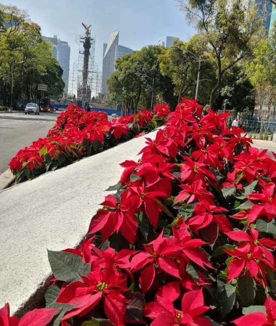 viene-a-la-cdmx-el-festival-flores-de-nochebuena-2022