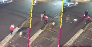 Perrito recibe disparo al salvar a su dueño de un asalto