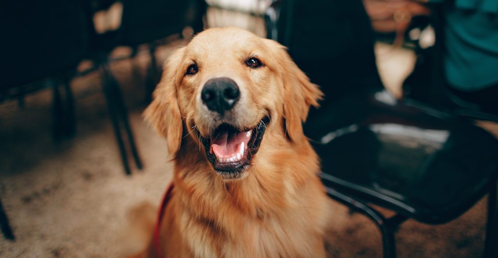 raza-perros-mas-inteligente-labrador