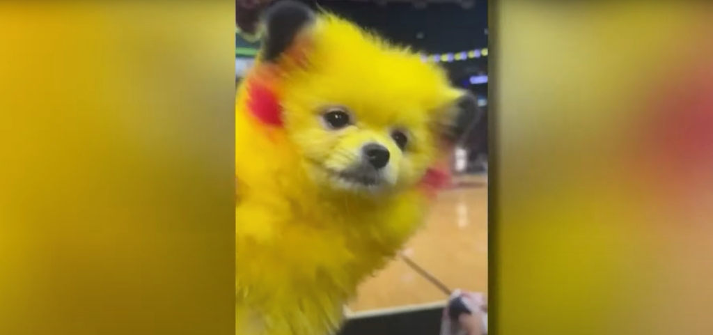 Hombre pinta a su perrito como Pikachu y ya le cayó la ley