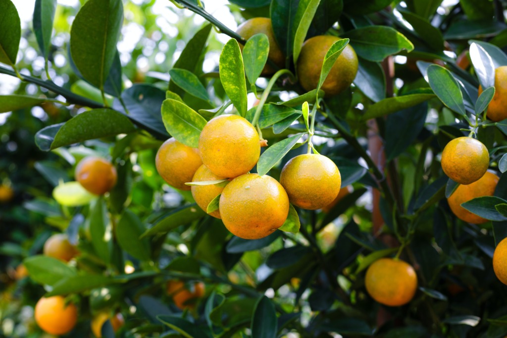 En TikTok hay un trend sobre comer naranjas en la regadera (y no es broma)