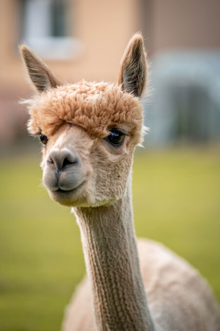 Alpaca Joven