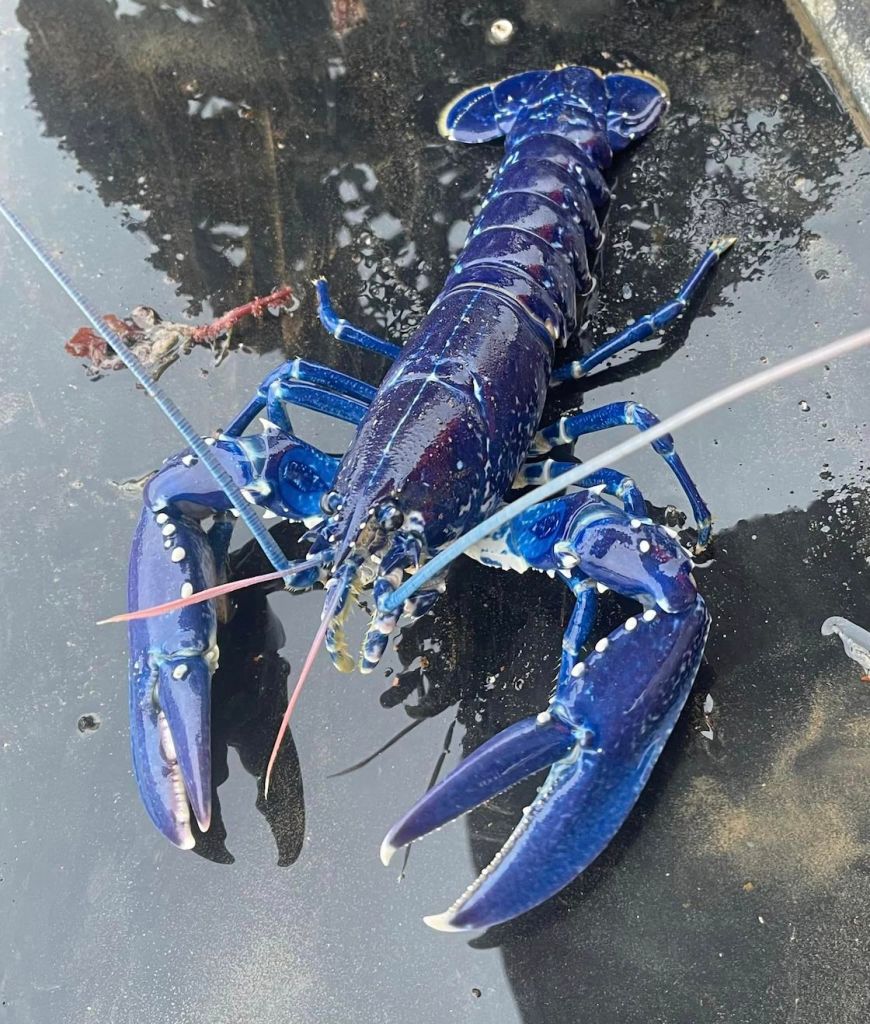 pescador-langosta-azul-brillante-extrana