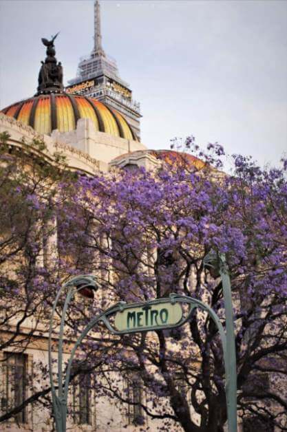 la-historia-de-la-llegada-de-las-jacarandas-a-mexico