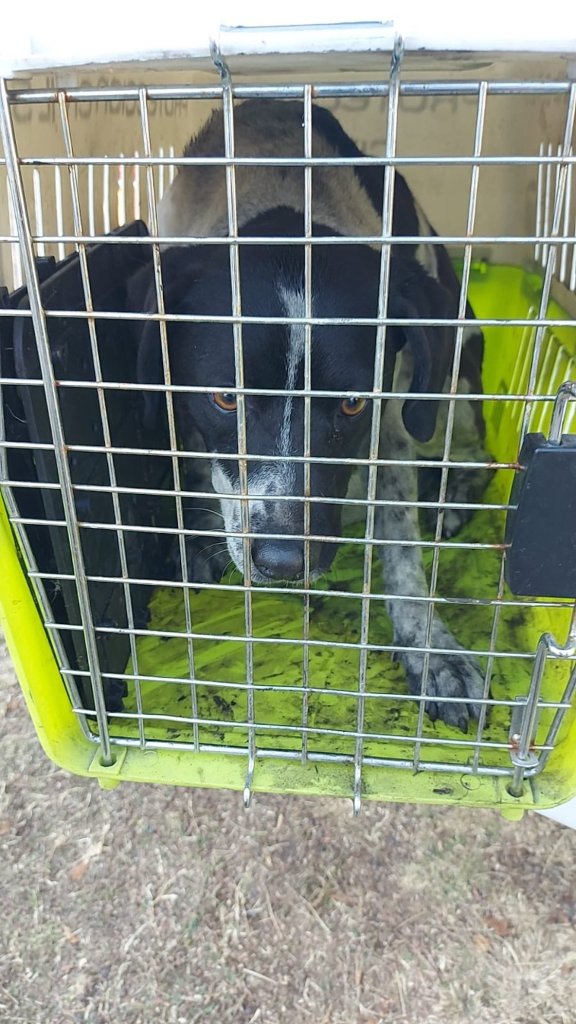 Rescataron a un perrito en el Metro.