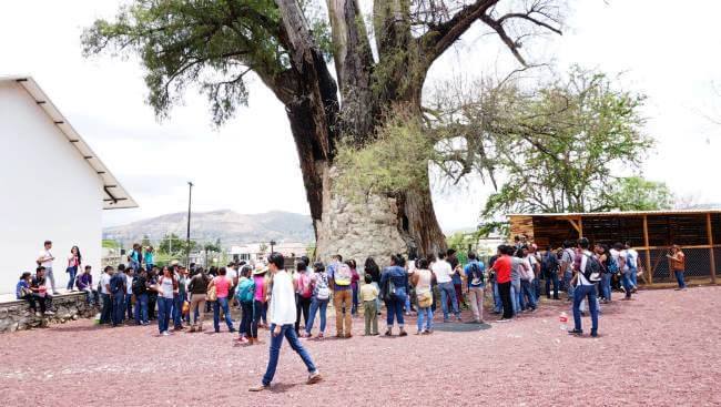 el-ahuehete-de-1500-años-de-oaxaca