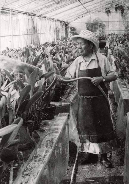 la-historia-de-la-llegada-de-las-jacarandas-a-mexico