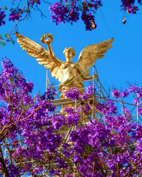 la-historia-de-la-llegada-de-las-jacarandas-a-mexico