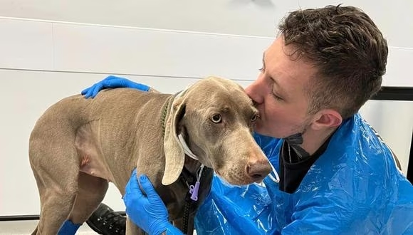 Joven intenta vender su casa para pagar el tratamiento médico de su perrito