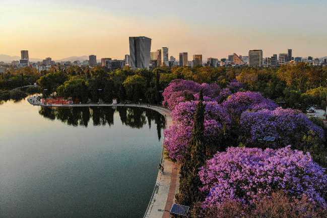 la-historia-de-la-llegada-de-las-jacarandas-a-mexico