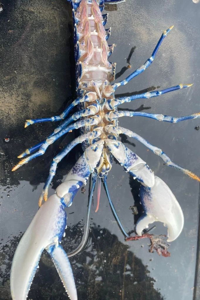 pescador-langosta-azul