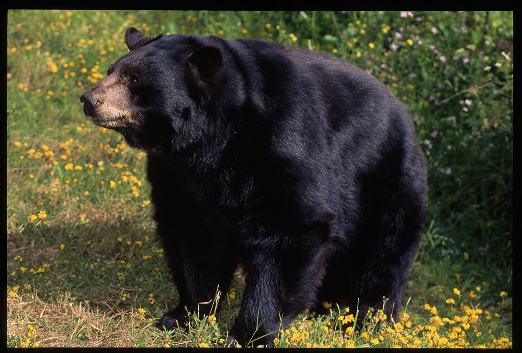 ¿Caos y destrucción? La historia real detrás de 'Cocaine Bear'