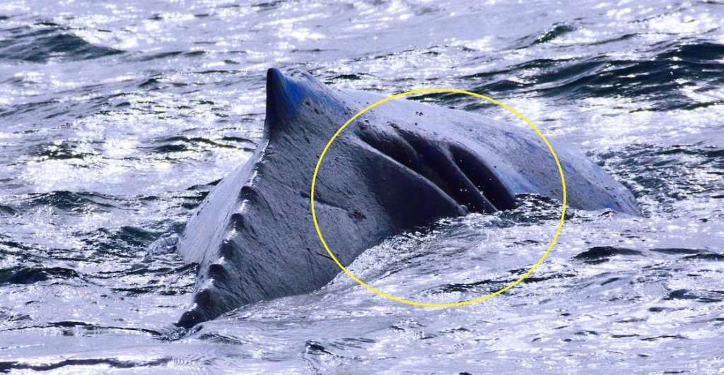 Una ballena herida luego de que un barco la atropelló.