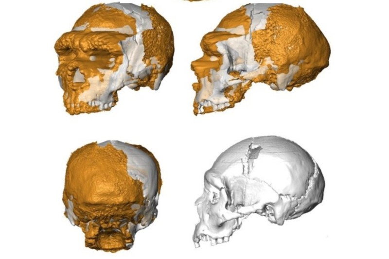 cráneo hombre Altamura neandertal